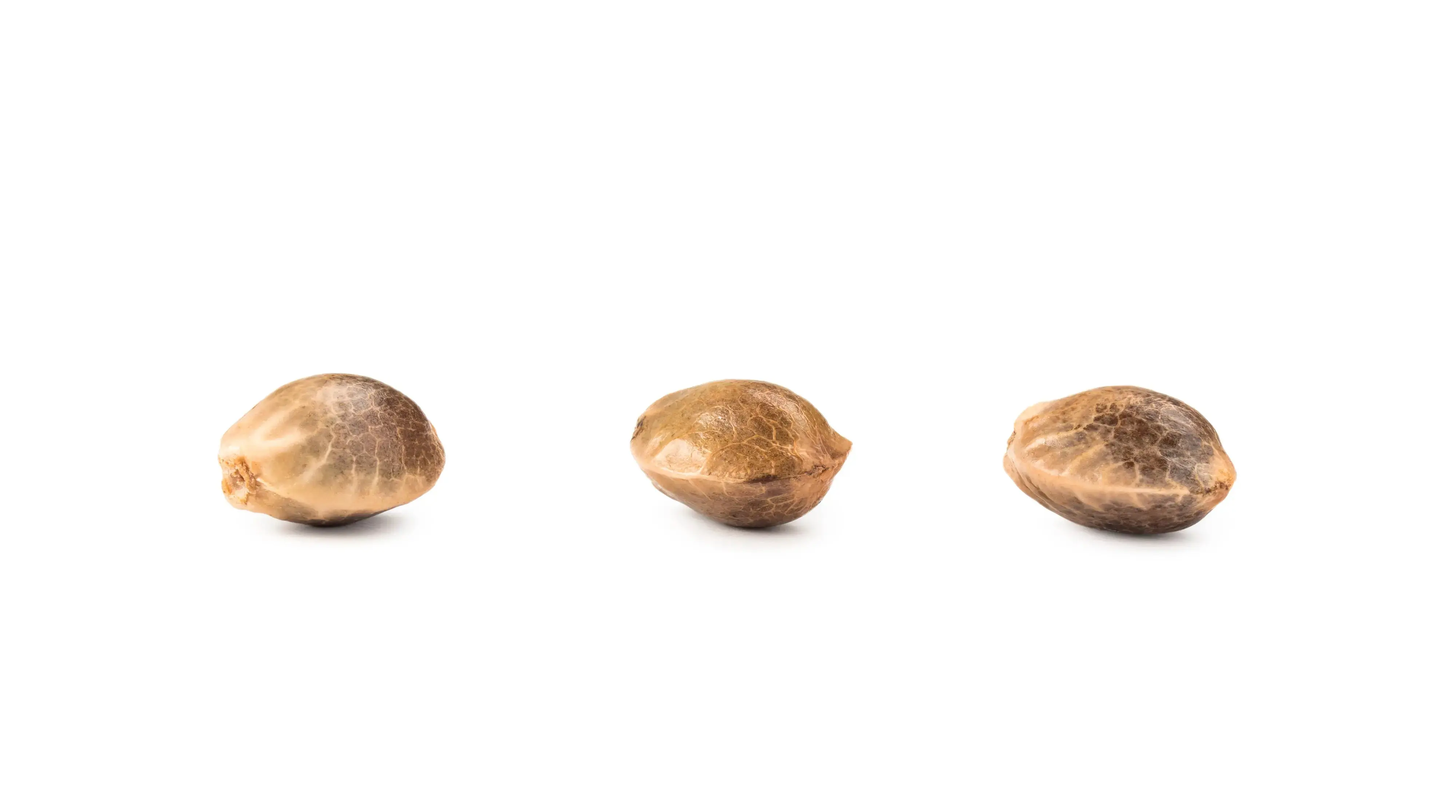 Cowboy's Reserve - THCa Seeds - Feminized Autoflower